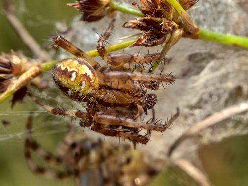 Araneus quadratus