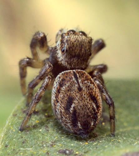 Evarcha arcuata