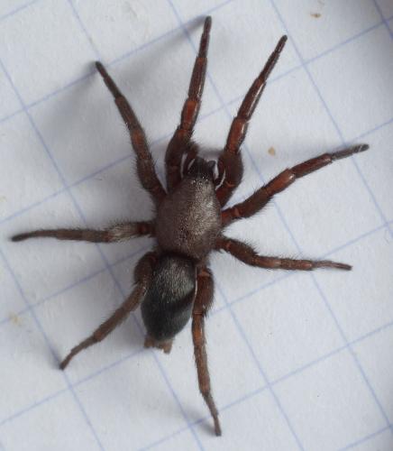 Scotophaeus sp.