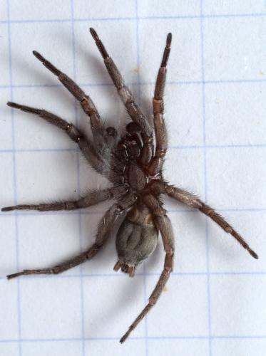 Scotophaeus sp.