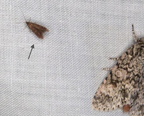 Coleophora sp.