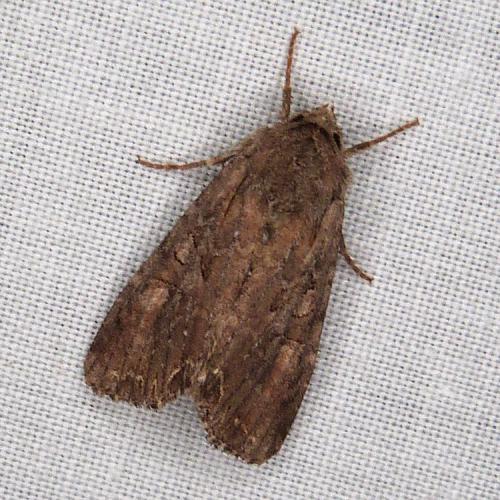 Réf. 293 932 : Lacanobia suasa