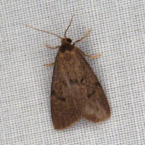 Apaidia mesogona