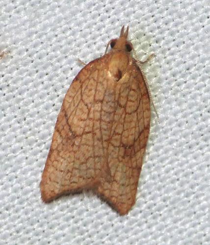 Acleris rhombana