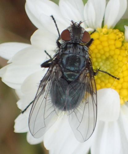 Réf. 293 331 : Bellardia sp.