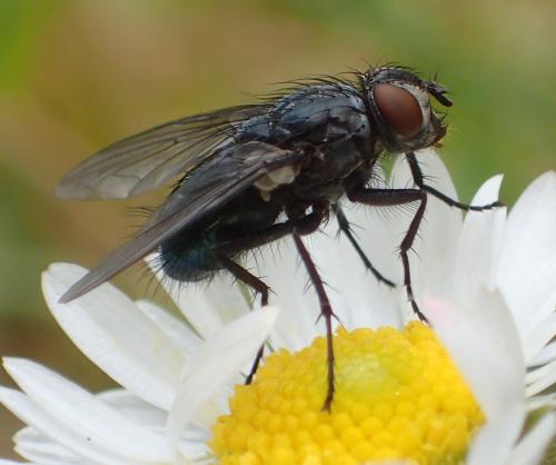 Réf. 293 334 : Bellardia sp.