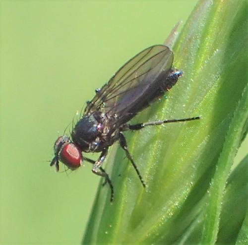 Melanomya nana