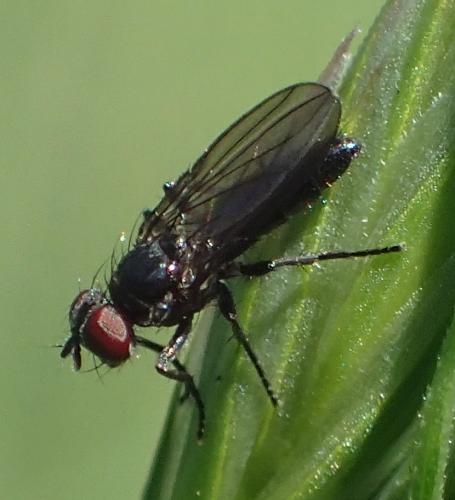 Melanomya nana