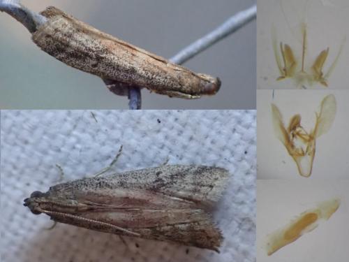 Ephestia woodiella