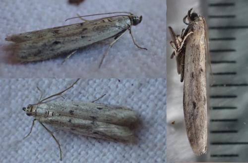 Homoeosoma nebulella