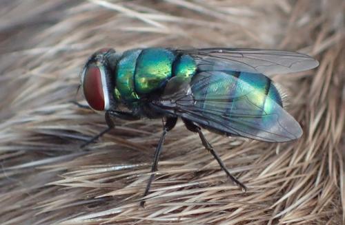 Réf. 293 135 : Chrysomya albiceps