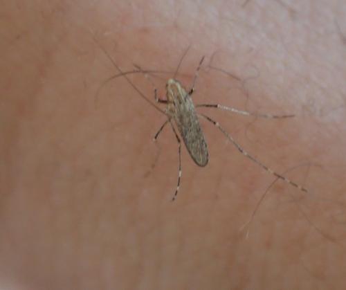 Réf. 293 248 : Ochlerotatus caspius