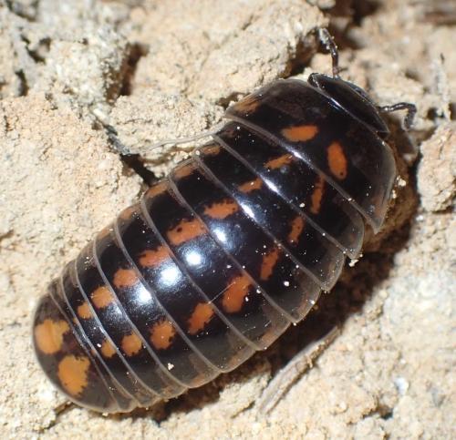 Glomeris connexa