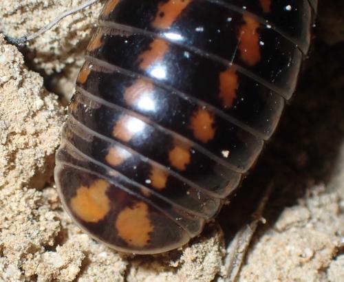 Glomeris connexa