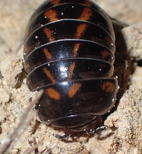 Glomeris connexa