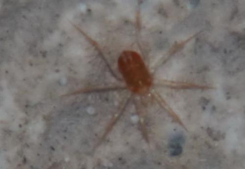 Erythracarus epigeus