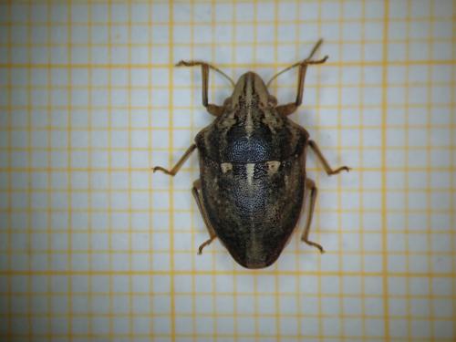 Réf. 293 115 : Odontotarsus rufescens