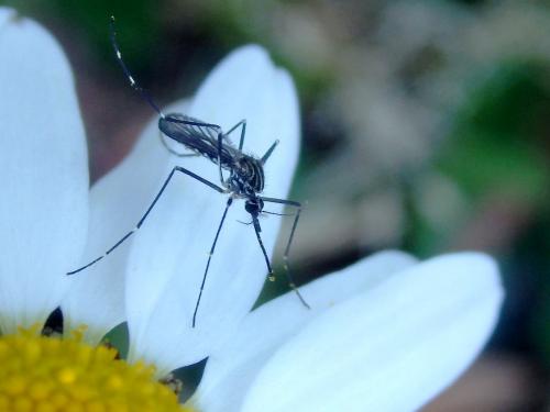 Réf. 293 321 : Aedes japonicus