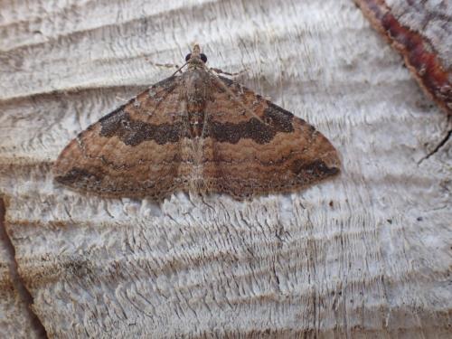 Réf. 293 211 : Nycterosea obstipata