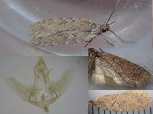 Réf. 293 553 : Agonopterix heracliana