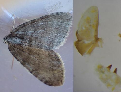 Réf. 293 743 : Epirrita christyi