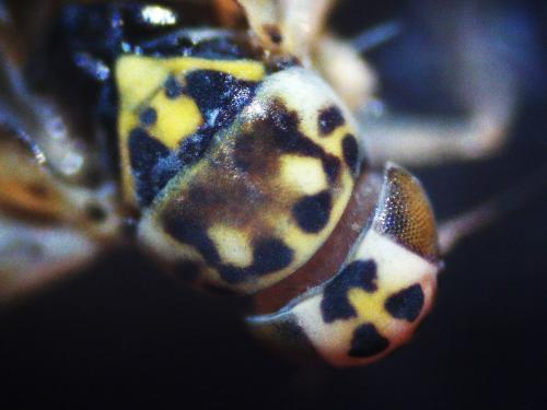 Eupteryx urticae