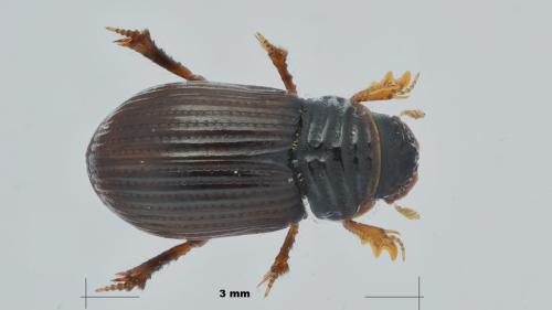Réf. 293 928 : Psammodius asper