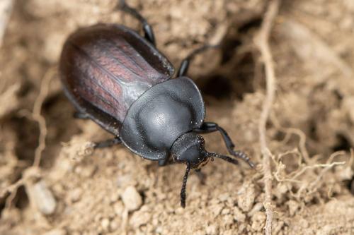 Silpha tyrolensis