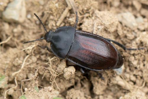 Silpha tyrolensis