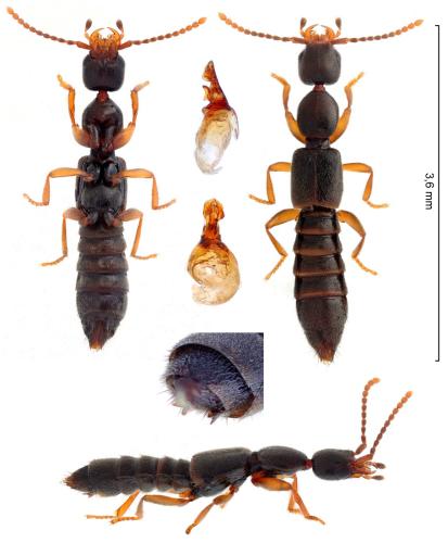 Scopaeus laevigatus