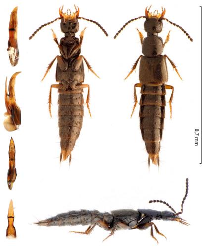 Réf. 293 977 : Philonthus umbratilis