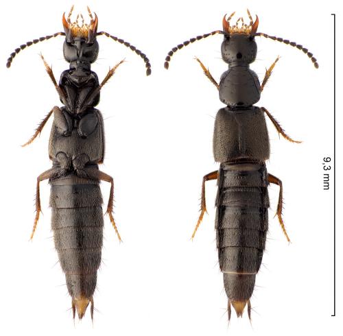 Réf. 293 978 : Philonthus umbratilis