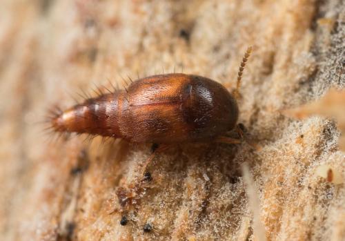 Sepedophilus sp.