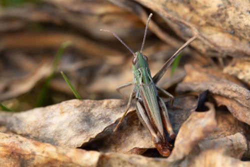 Réf. 293 245 : Stenobothrus nigromaculatus nigromaculatus