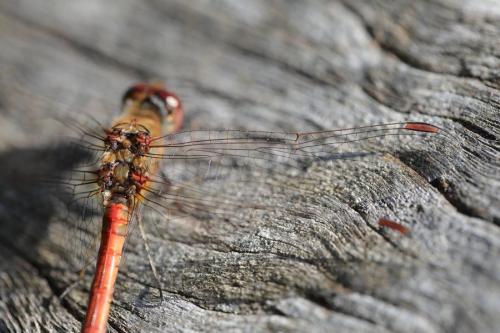 Réf. 293 367 : Sympetrum striolatum