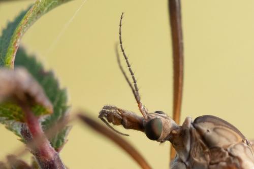 Tipula paludosa
