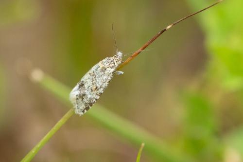 Aethes williana