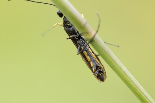 Trachelus tabidus