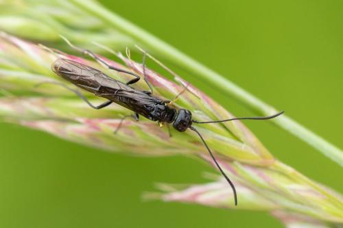 Trachelus tabidus
