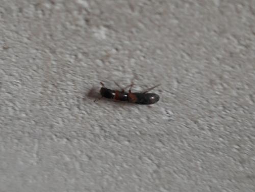 Nemozoma caucasicum