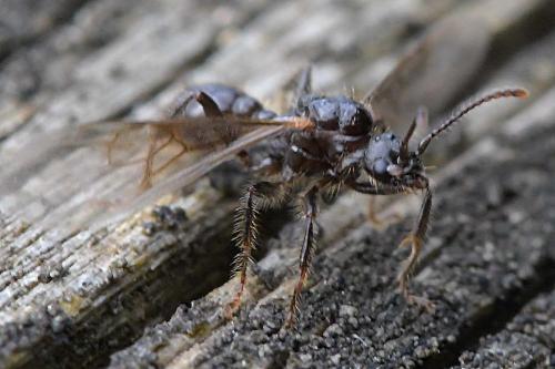 Réf. 293 798 : Myrmica sp.