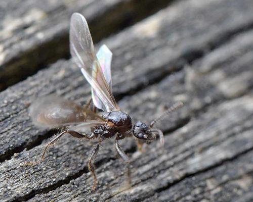 Réf. 293 799 : Myrmica sp.
