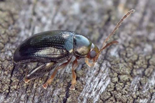 Réf. 293 855 : Psylliodes sp.