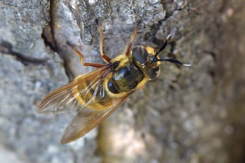 Callicera spinolae