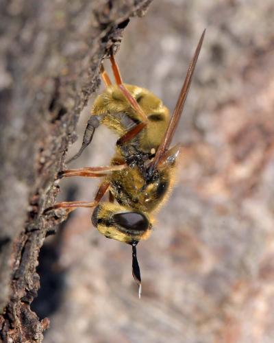 Callicera spinolae
