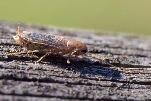 Planuncus vinzi