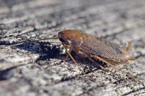 Planuncus vinzi