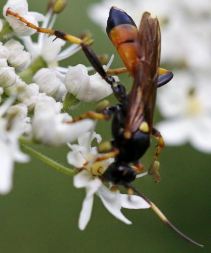 Ichneumon terminatorius