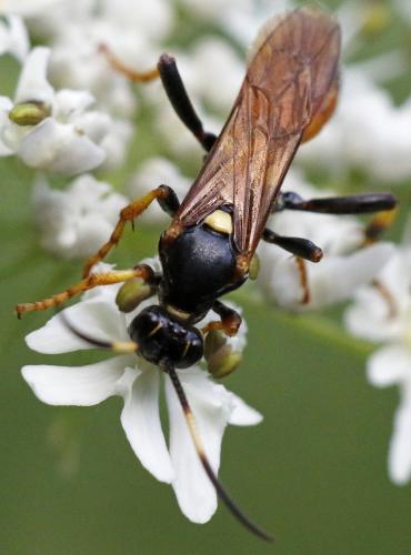 Ichneumon terminatorius