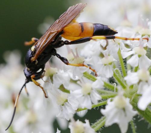Réf. 293 359 : Ichneumon sp.